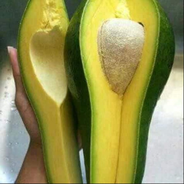 bibit alpukat aligator super genjah