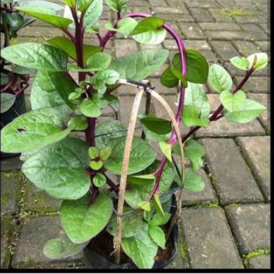 Bibit tanaman binahong daun binahong pohon binahong herbal