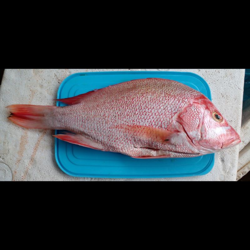 

Kakap Merah Fresh
