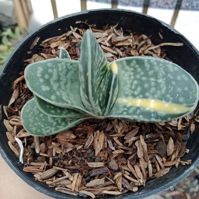 Gasteria minima variegata