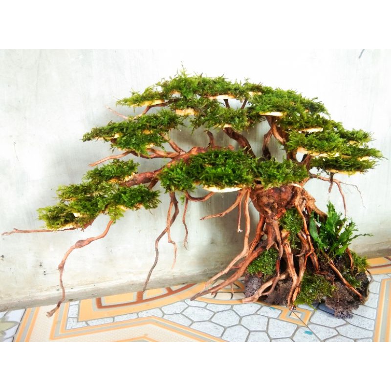 bonsai aquascape akar rasamala hiasan aquarium