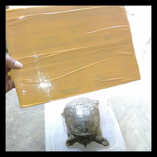 Hewan Bulus Hewan Kura Hewan Labi Labi Shopee Indonesia