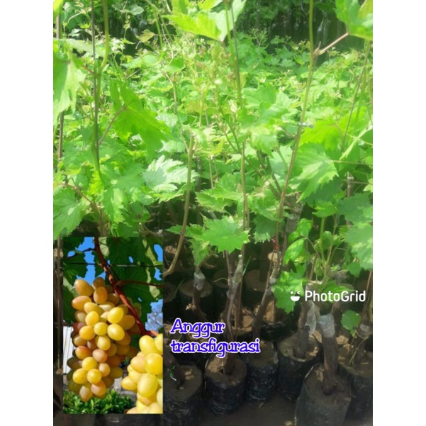 bibit anggur transfigurasi/bibit anggur import/bibit anggur murah berkualitas