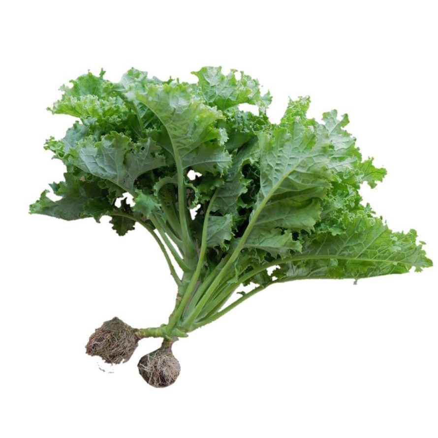 

KALE Hidroponik 200 gr