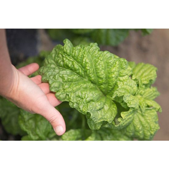 Benih Bibit Biji - Basil Tuscany Leaf Lettuce Herb Seeds - IMPORT