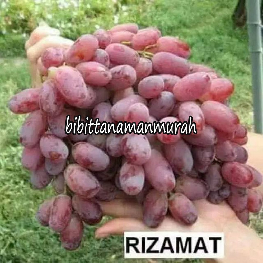 Bibit anggur impor rizamat super