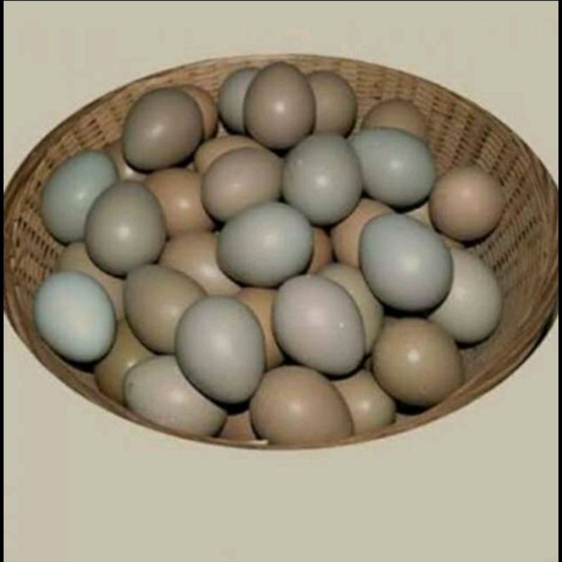 

TELUR AYAM RING NECK PHEASANT ASLI
