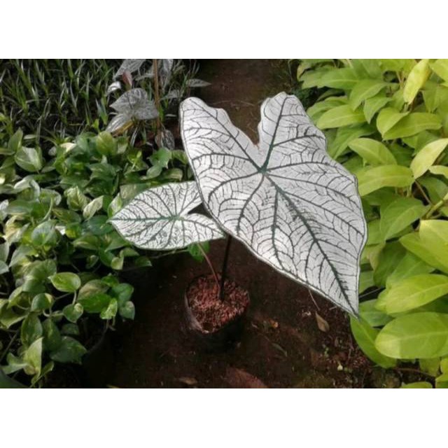 Keladi putih -tanaman keladi putih