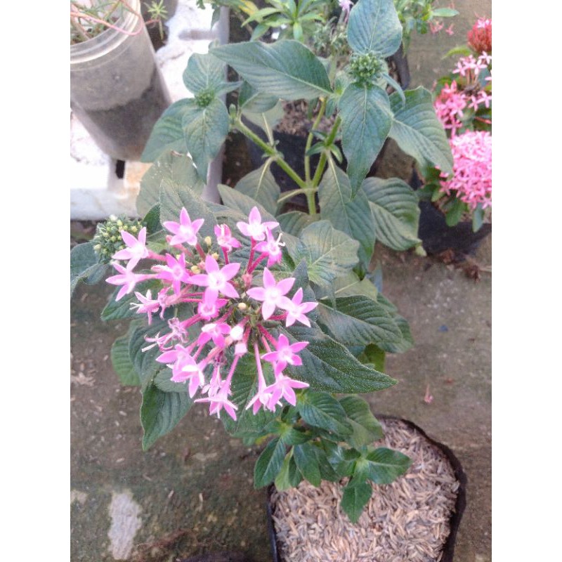lantana ungu/bibit bunga lantana