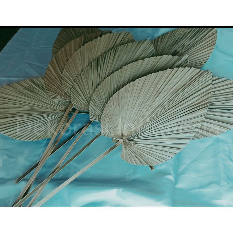 Daun Palem Kering Hijau/Rustic/Dekorasi