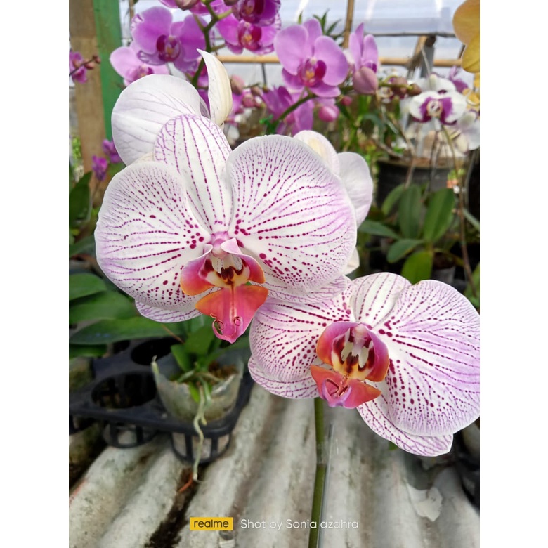 Angbul koleksi berbuga kenop