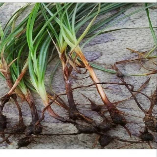 

Promo 500gr Umbi rumpuk teki Organik fres tanpa Daun