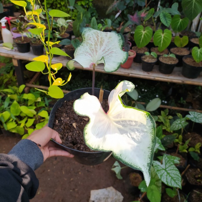 TANAMAN HIAS KELADI WAYANG PUTIH