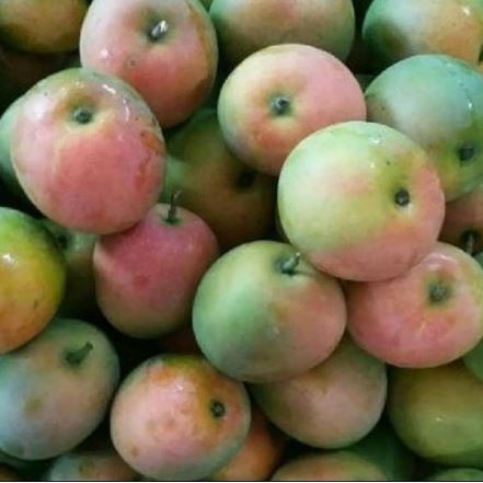 

Mangga Gedong / kg