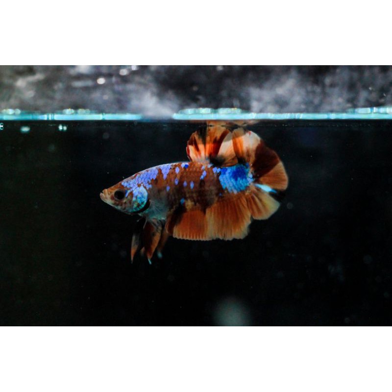 Cupang Nemo Galaxy Multicolor full masking Top Grade