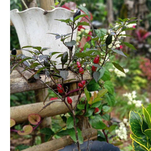 Benih cabai hias/cabai ungu/5 biji