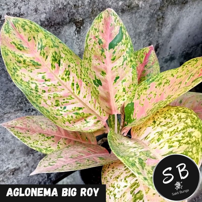 Aglonema Big Roy Lulaiwan Dewasa