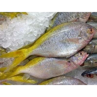 

Ikan Ekor Kuning Segar/Fresh Murah