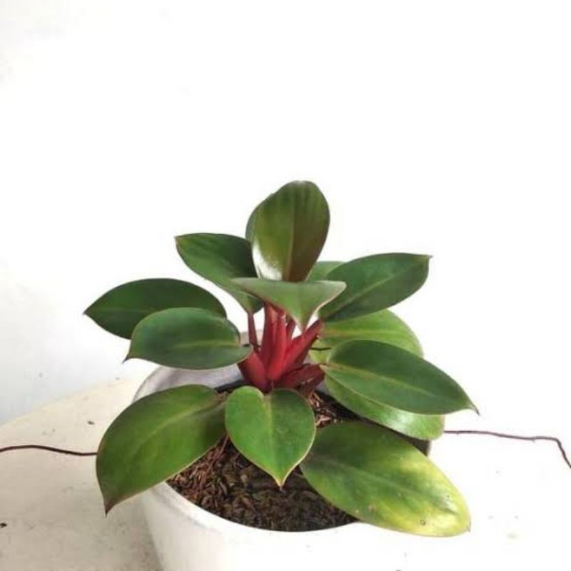 Philodendron Red Congo