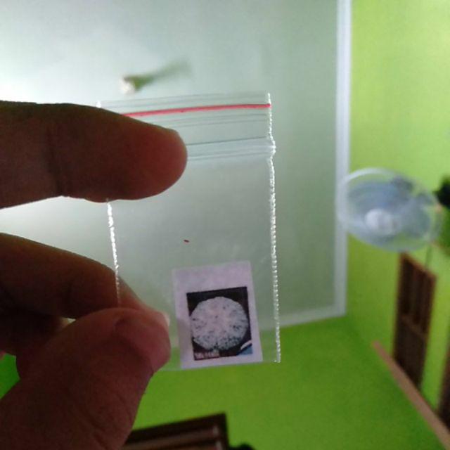 Biji Benih Bibit Kaktus Besar