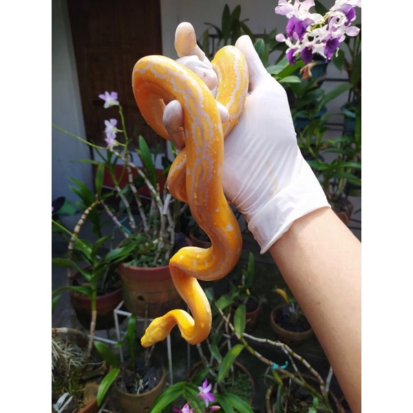 Retic Golden child albino Wp/lavender