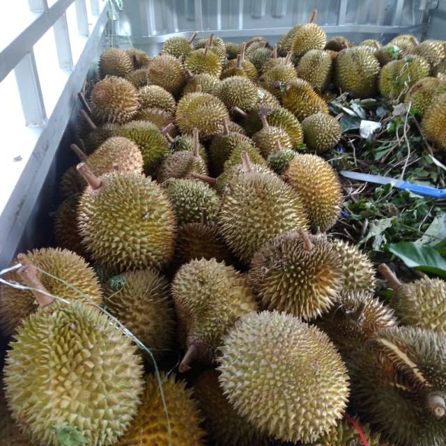

Durian kampung