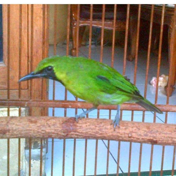 66 Gambar Burung Ijo Mini HD Terbaik