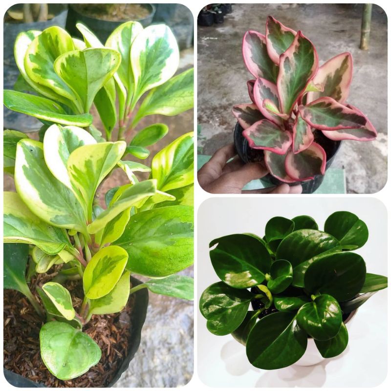 Jual PAKET TANAMAN HIAS TEPLAN 3 WARNA (merah, kuning, hijau) PEPEROMIA ...