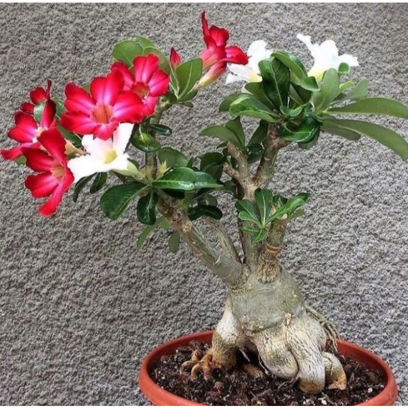 PROMO!!! TANAMAN HIAS ADENIUM KAMBOJA JEPANG BUNGA TUMPUK// 2 WARNA