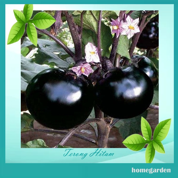 Bibit Terong Bulat Hitam Benih Terong Bibit Tanaman Sayuran
