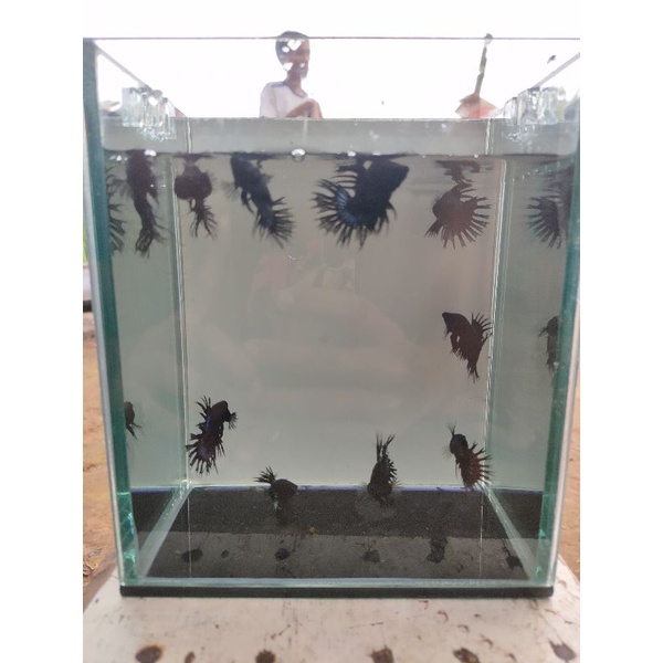 ikan cupang serit/CT Black Orchid