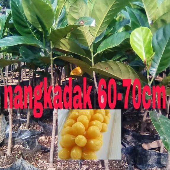 BIBIT BUAH NANGKADAK OKULASI 60CM // BENIH NANGKADAK // NANGKADAK