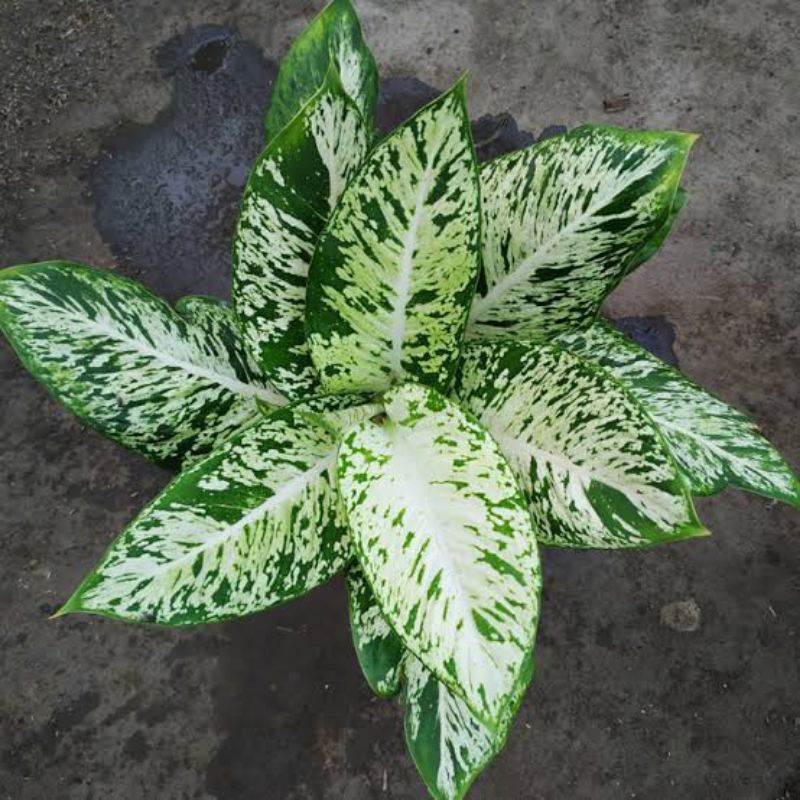 Tanaman Hias Aglonema Diven Candi _ Diffenbanchia Candi