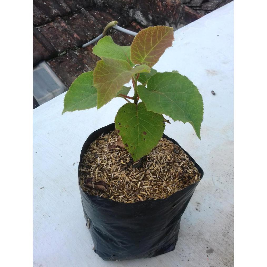 Bibit Tanaman Buah Kiwi Golden Murah Bibit Okulasi