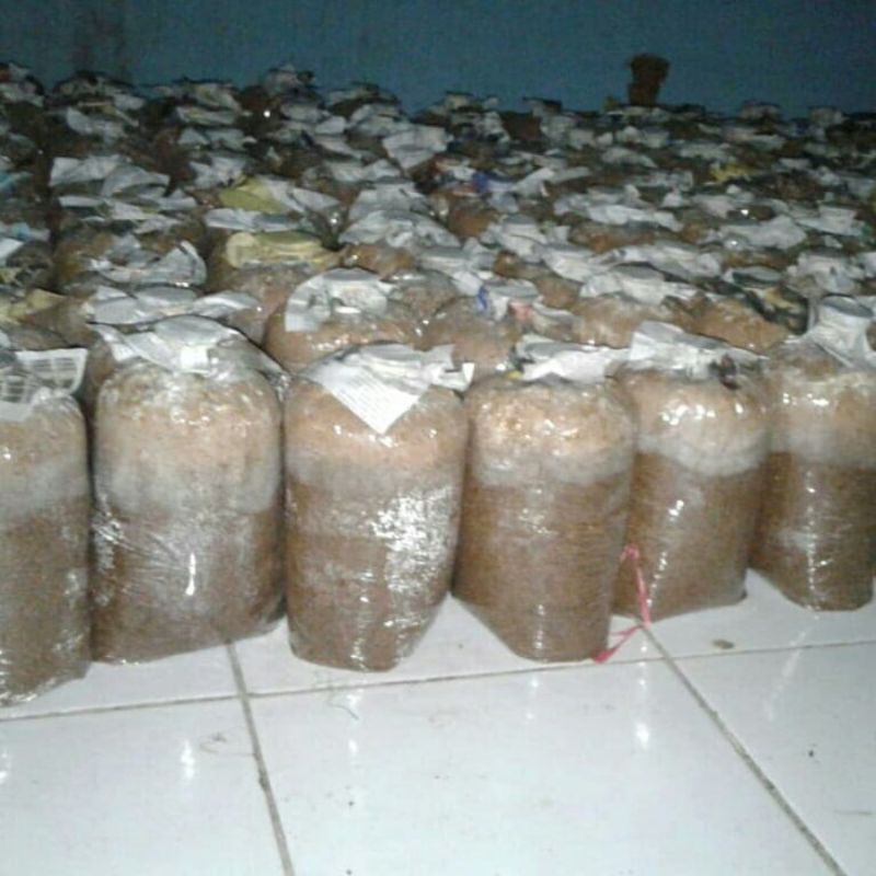 

BIBIT JAMUR TIRAM ASLI