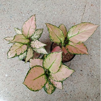 Aglonema Pink Yulia