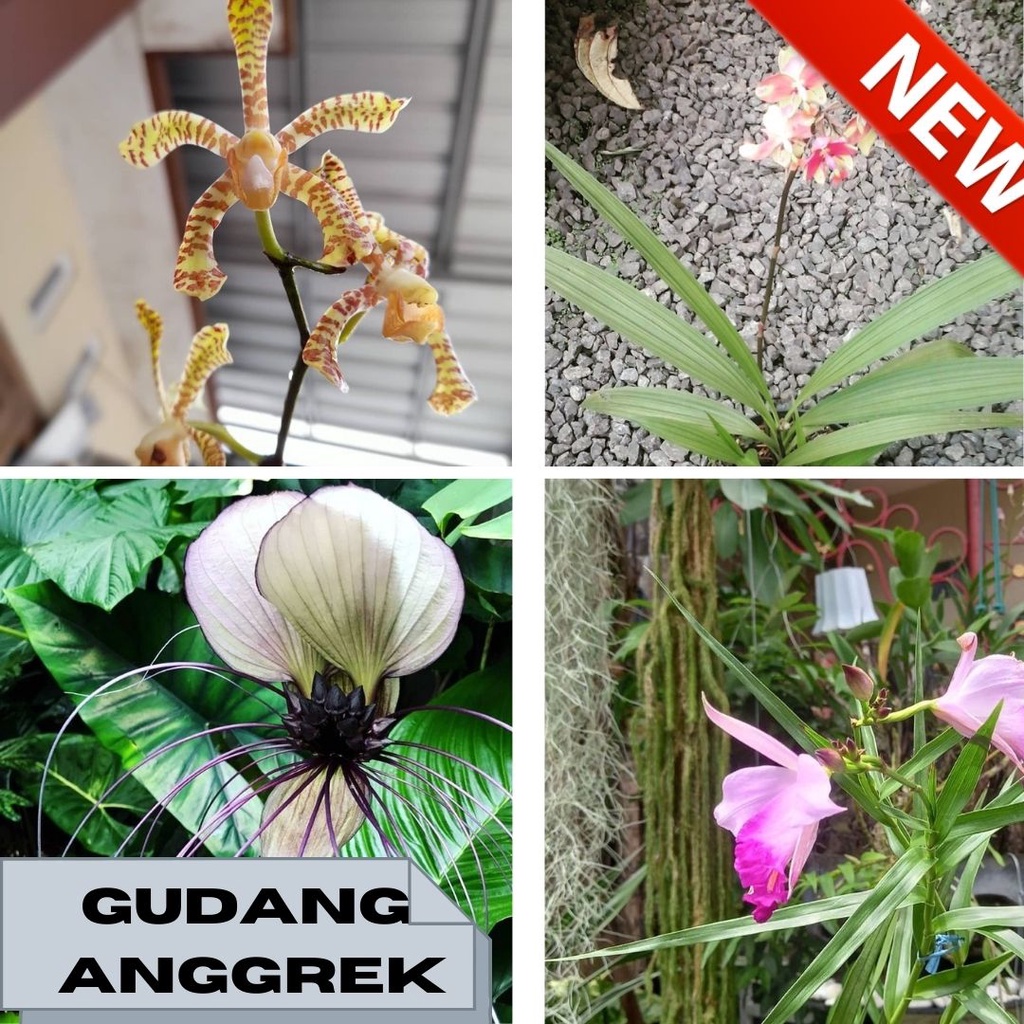 anggrek tanah murah paket 4 jenis anggrek dewasa