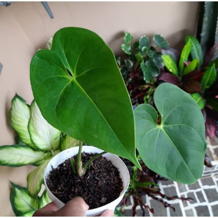 Tanaman Hias Anthurium Mickey Mouse Kuning - Anthurium Mickey Mouse Bu