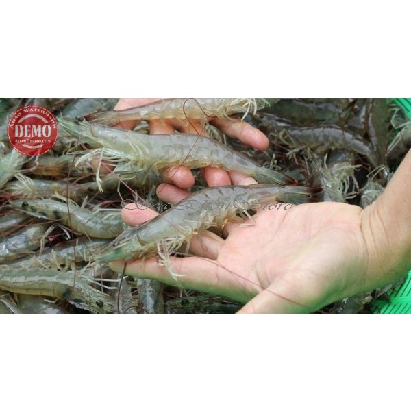 

Udang Vaname Segar / Size 120-130 /1Kg