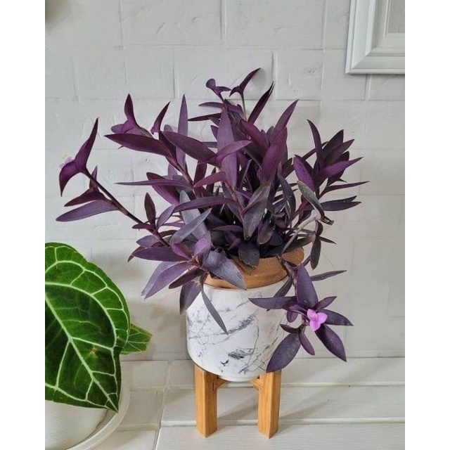 PROMO!! Tanaman Hias Tradescantia Pallida - Tanaman Hias Sosor Gaok Tanaman Vertical Garden