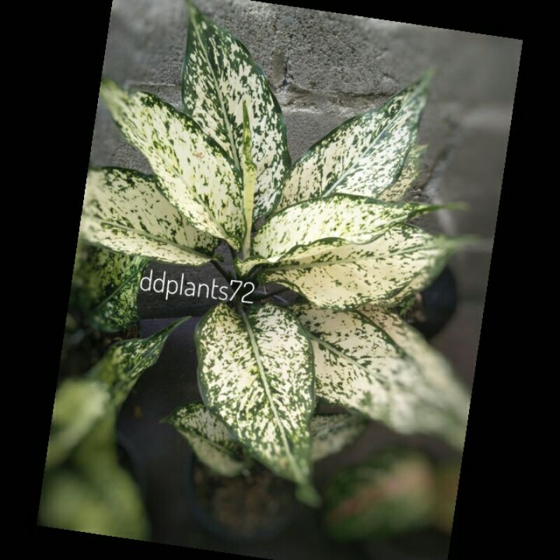 AglaonemaSnowWhiteJumboIndukan