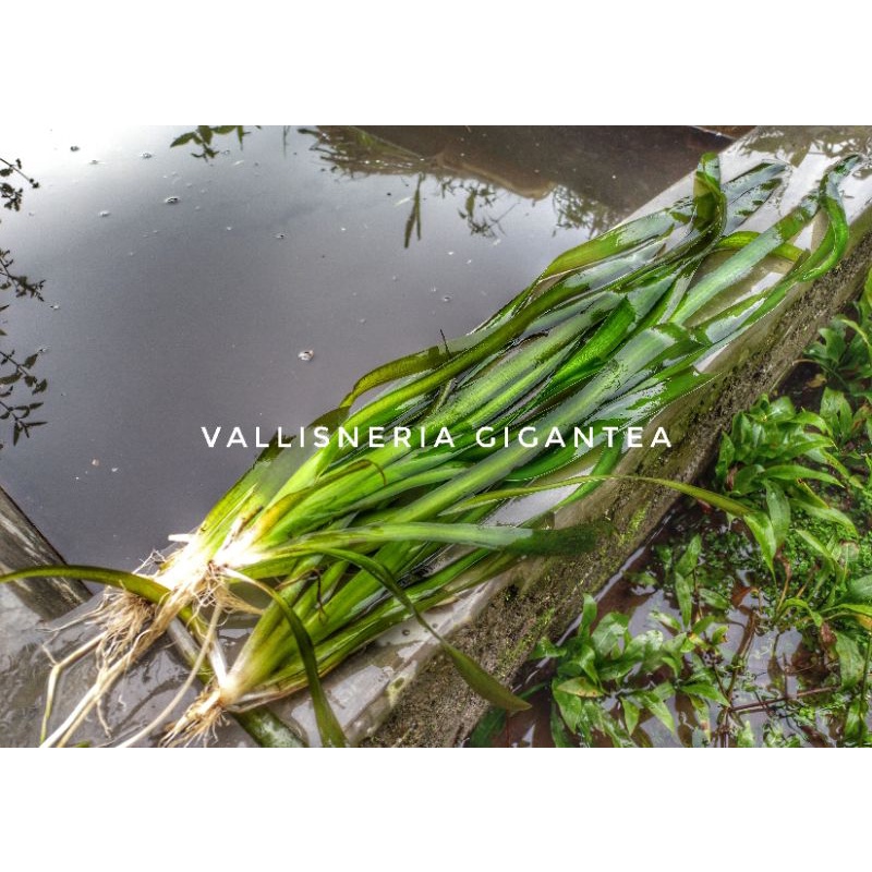 Vallisneria Gigantea - Tanaman Air Background Low co2 Aquascape