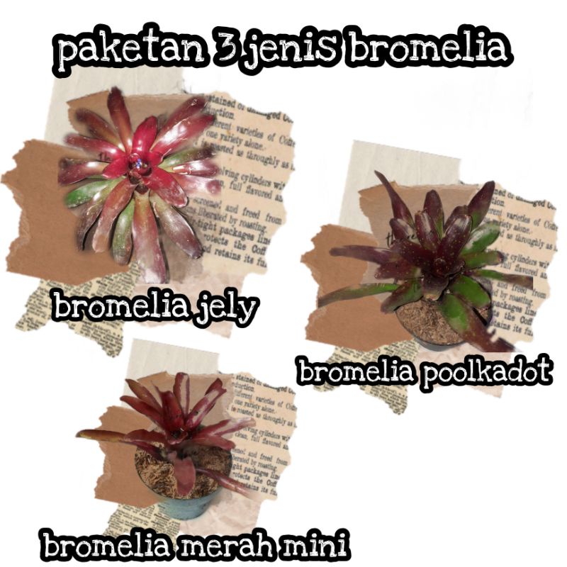 BROMELIA / PAKETAN  3 JENIS TANAMAN BROMELIA/BROMELIA MERAH/BROMELIA JELY/BROMELIA POOLKADOT