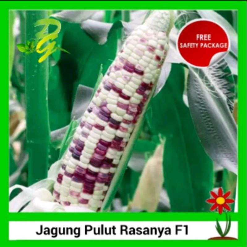 Benih Jagung Pulut Rasanya F1