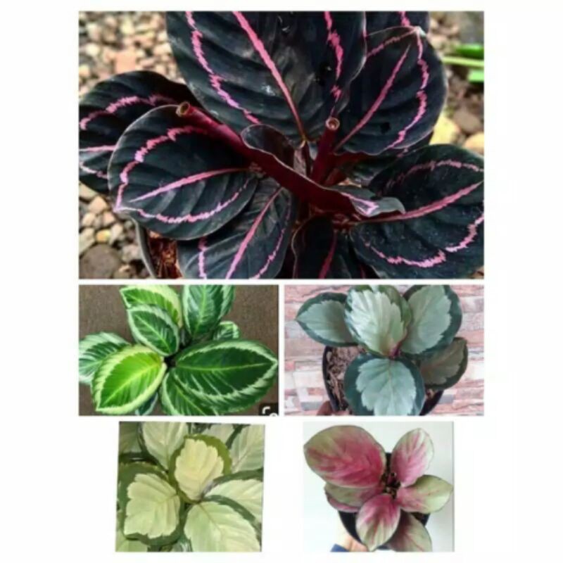 Promo!! paketan 5 jenis calathea