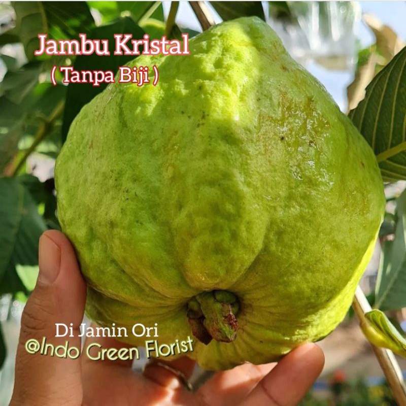 Bibit Jambu Kristal Sudah Berbuah / Jambu Kristal Tanpa Biji Sudah Berbuah