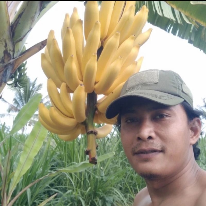 

Pisang Kayu Wangi Endemik Lombok