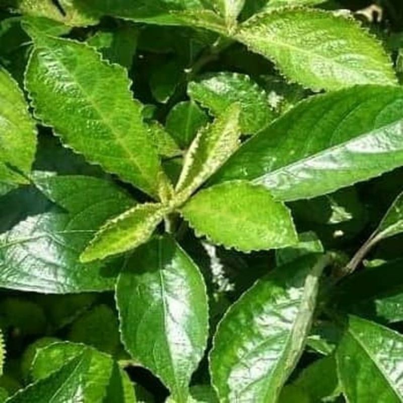 

Daun Keji Beling Atau Ki Beling 500 Gram