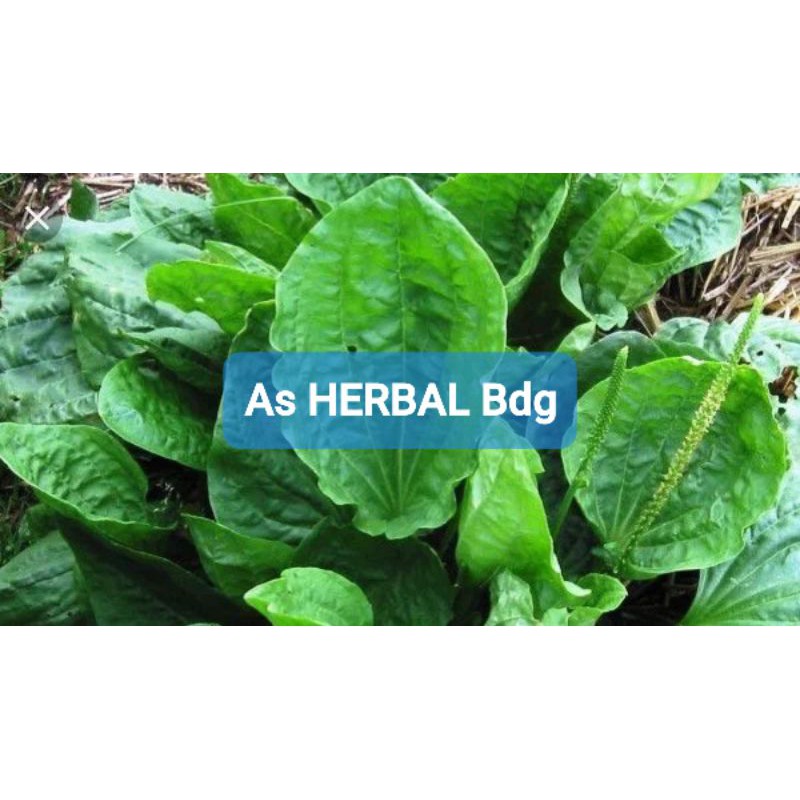 

Daun Sendok atau Ki urat segar 500 gram-az
