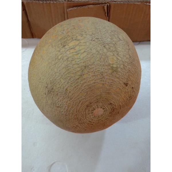 

buah melon 1.7-2kg Rp 33.000